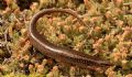 Chalcides ocellatus tiligugu